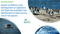 BirdLife Summary Report: How Offshore Wind Impacts Seabirds