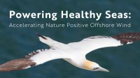 RPSB Report: Powering Healthy Seas - Accelerating Nature Positive Offshore Wind